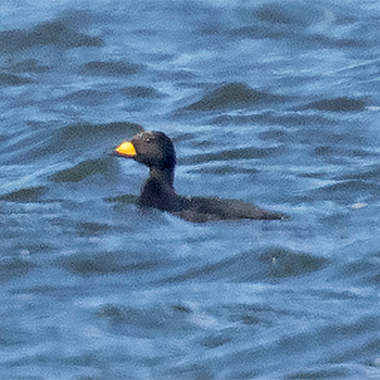Black Scoter