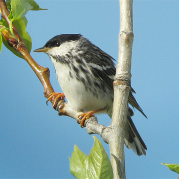 Blackpoll Warbler