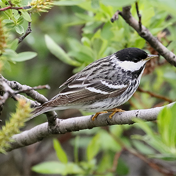 Blackpoll Warbler