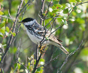 Blackpoll Warbler