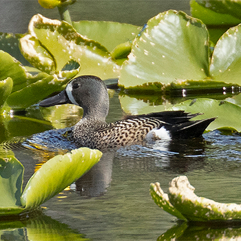 Blue-winged Teal