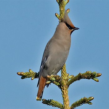 Bohemian Waxwing
