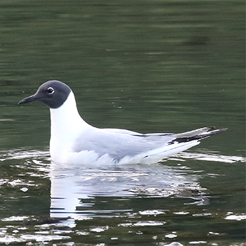 Bonaparte's Gull