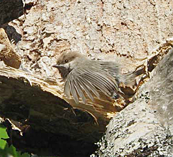 Boreal Chickadee
