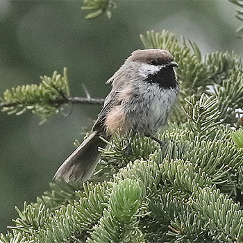Boreal Chickadee