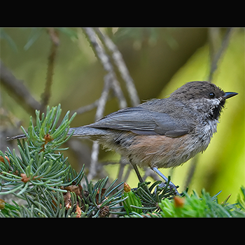 Boreal Chickadee