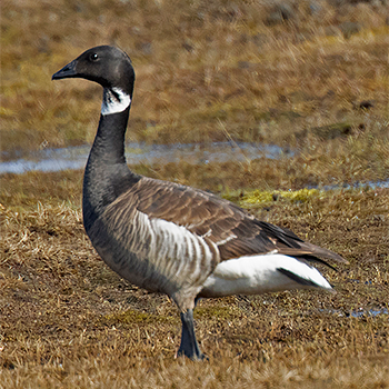 Brent Goose (Black Brant)