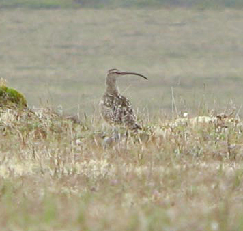 Bristle-thighed Curlew
