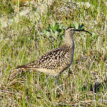 Bristle-thighed Curlew