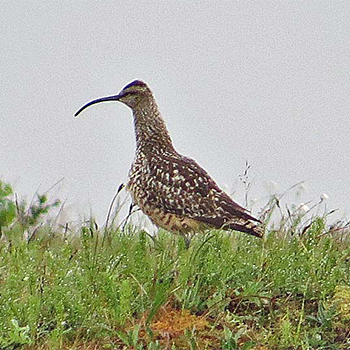 Bristle-thighed Curlew