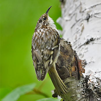 Brown Creeper