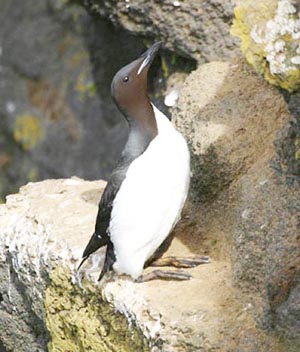 Thick-billed Murre