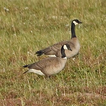 Cackling Geese
