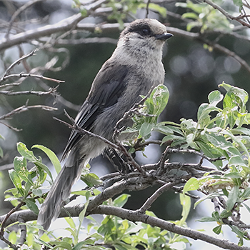 Canada Jay