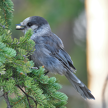 Canada Jay