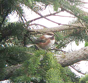 Chestnut-backed Chickadee