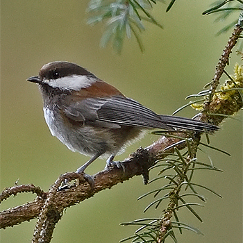 Chestnut-backed Chickadee