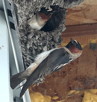 Cliff Swallows