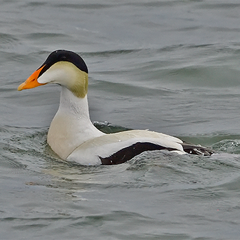 Common Eider (Pacific)