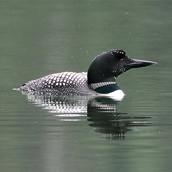 Common Loon