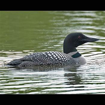 Common Loon