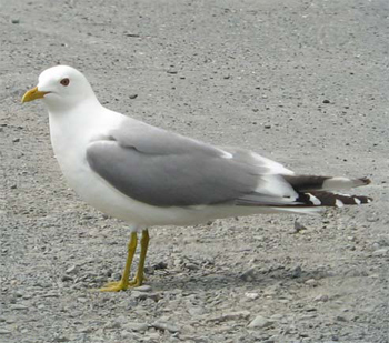 Short-billed Gull