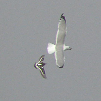 Short-billed Gull and Black Turnstone