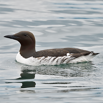 Common Murre