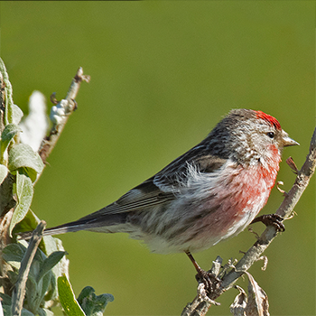 Common Redpoll