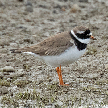 Common Ringed Plover