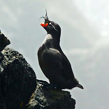 Crested Auklet