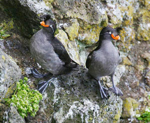 Crested Auklet