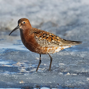Curlew Sandpiper