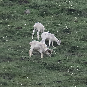 Dall Sheep