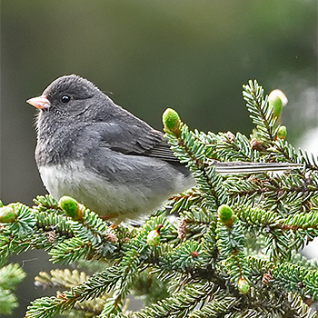 Dark-eyed (Slate-coloured) Junco