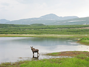 Moose in Denali National Park