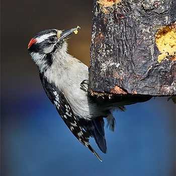 Downy Woodpecker