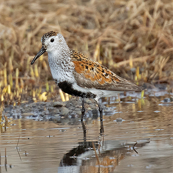 Dunlin