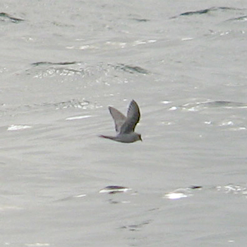 Fork-tailed Storm-petrel