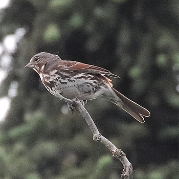 (Red) Fox Sparrow