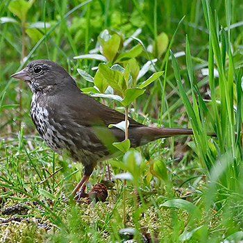 (Sooty) Fox Sparrow