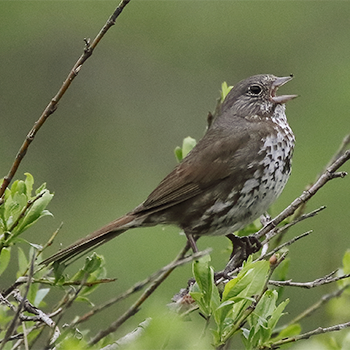(Sooty) Fox Sparrow