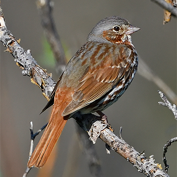 (Red) Fox Sparrow
