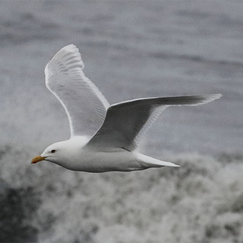 Glaucous Gull