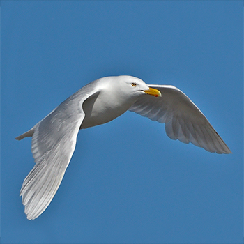 Glaucous Gull