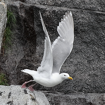 Glaucous-winged Gull