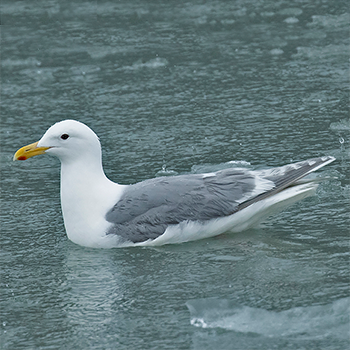 Glaucous-winged Gull