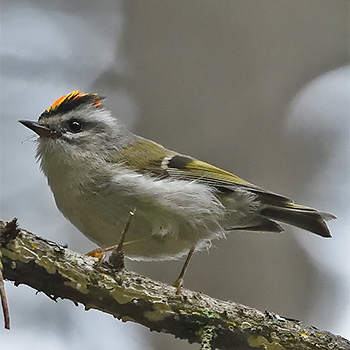 Golden-crowned Kinglet