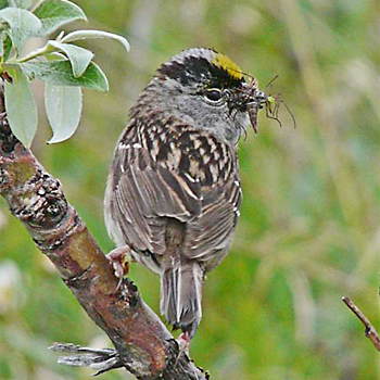 Golden-crowned Sparrow