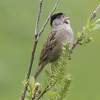 Golden-crowned Sparrow